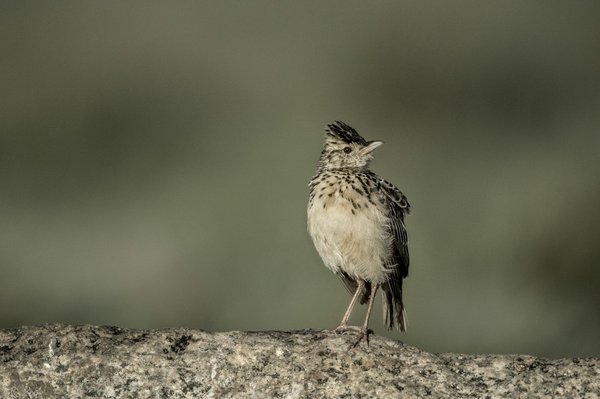 How to arrange a bespoke photography tour of the Scottish Highlands?
